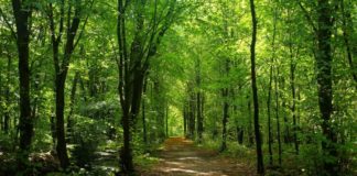 Centro Difesa e Certificazione Crea diventa Istituto protezione piante