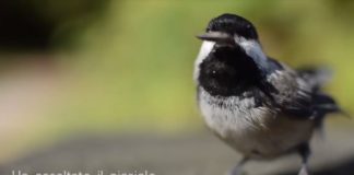 Giornata Mondiale della Poesia, nasce il #poetuber