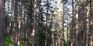 Montagna, da Regione Emilia Romagna 1,3 mln per i boschi danneggiati da calamità