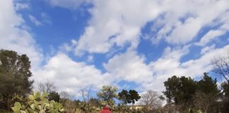 Nasce un nuovo bosco da 400 piante a Pignataro Maggiore