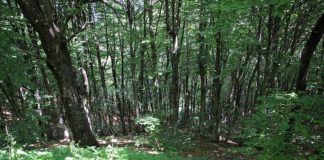 Al via programma sperimentale per la riforestazione urbana