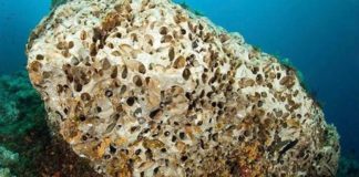 Marevivo “Serve con urgenza una cabina di regia per il mare”