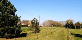 Arbolia, a Rovigo realizzato un bosco urbano con 600 piante