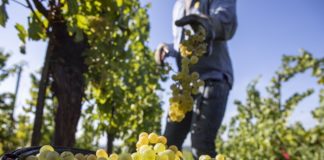 Psr, 15 Regioni scrivono a Patuanelli “Non è Nord contro Sud”