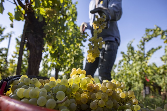 VENDEMMIA 2020 CANTINA IL NETTARE DEI SANTI