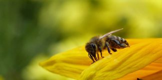 Ambiente, nuova direttiva per tutelare gli insetti impollinatori