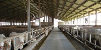 Consumo di carne, IntercarneItalia: “Dall’UE un questionario tendenzioso”