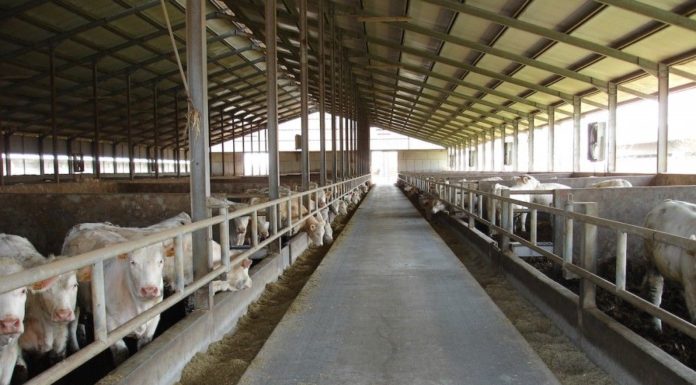 Consumo di carne, IntercarneItalia: “Dall’UE un questionario tendenzioso”