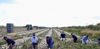 Coronavirus, soddisfazione Confagricoltura per esonero contributivo