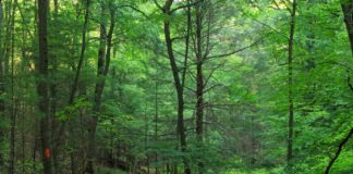 Giornata della Terra, una maratona digitale sulla sostenibilità