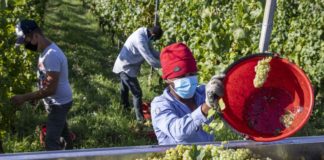 Agricoltura, al via programma di formazione per inclusione sociale