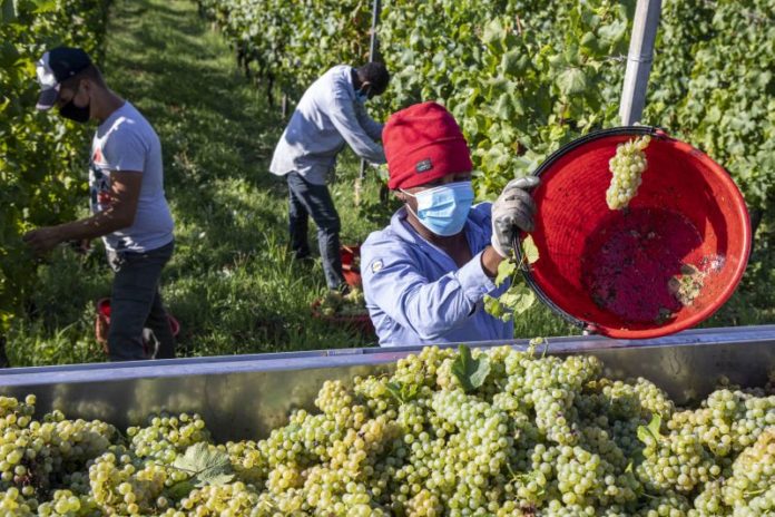 VENDEMMIA 2020 CANTINA IL NETTARE DEI SANTI