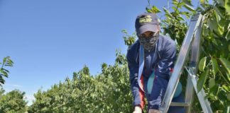 In agricoltura 18.000 stagionali in meno nel 2020