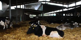 Clima, su emissioni gas serra Ispra scagiona le stalle