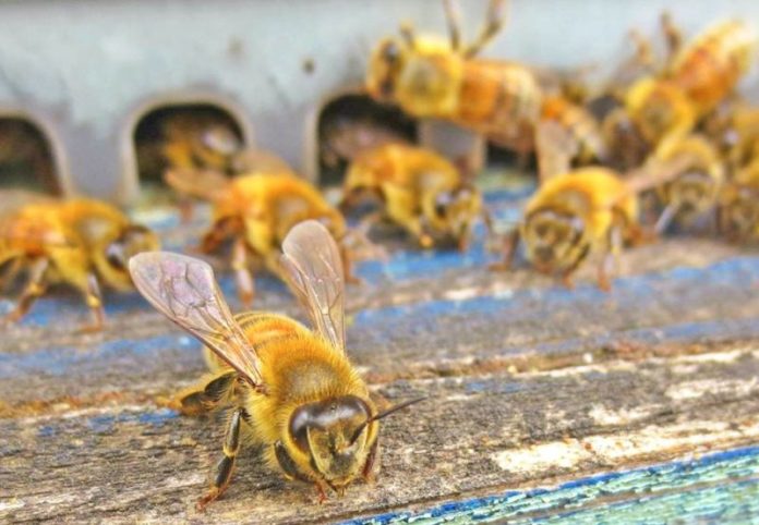CONAPI
AZIENDA AGRICOLA
API APICULTURA
ALLEVAMENTO ALLEVAMENTI
MIELE MIELI