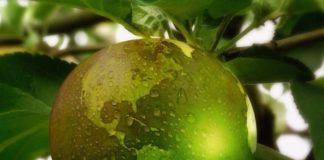 Intesa Sanpaolo, donazioni per imprese sociali e sostenibili