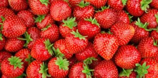 Dopo 30 anni torna in Italia il simposio della fragola