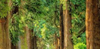 Solinas “Impegno Regione Sardegna per conservare patrimonio boschivo”