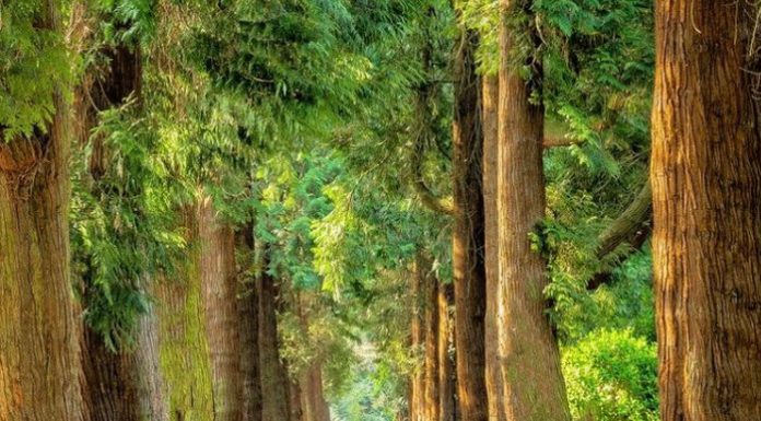 Solinas “Impegno Regione Sardegna per conservare patrimonio boschivo”