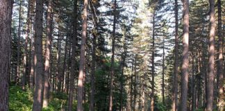 Wwf “Il Pnrr è un passo significativo, ma non basta”