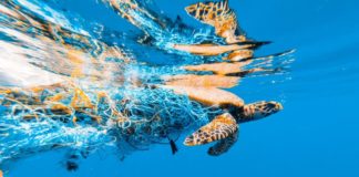 Allianz, partnership con Sea Shepherd per la protezione marina