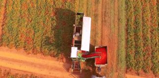 Cibo, un terzo nel mondo è prodotto da piccoli agricoltori