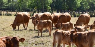 Per gli allevamenti bovini arriva la sfida della transizione ecologica