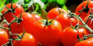 Stop frodi, più 17% import pomodoro dalla Cina