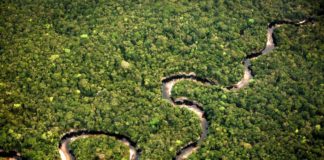 Il Wwf compie 60 anni e lancia l’allarme “Crolla la biodiversità”