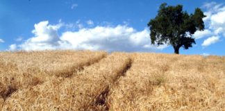 Cdp, Intesa, Mipaaf e La Molisana insieme per contratto filiera grano