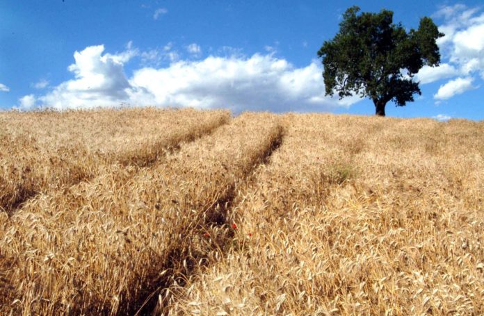 AGRICOLTURA GRANO COLLINA PANORAMA ALBERO CIELO NUVOLE CAMPO