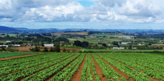 Greenpeace “La Commissione europea apre la porta ai nuovi Ogm”