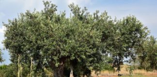 Il Crea completa sequenziamento del genoma dell’olivo