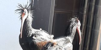 Due rari Ibis eremita depongono le uova a Roma
