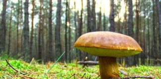 Ampliamento Parco dei Monti Simbruini, ok in commissione a pdl