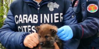 Viterbo, sequestrati 23 esemplari tra lupi selvatici e ibridi