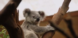 Australia, il Wwf mira a raddoppiare le popolazioni di koala