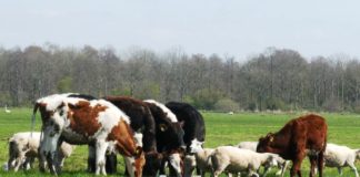 Cresce gestione informatizzata delle aziende zootecniche