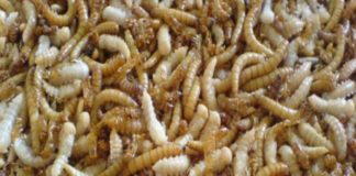 Da Ue via libera a vermi farina gialla essiccati come alimento