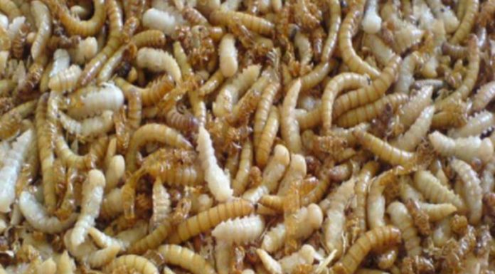 Da Ue via libera a vermi farina gialla essiccati come alimento