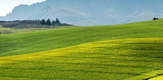 La Regione Piemonte potenzierà l’agricoltura con il Recovery Fund
