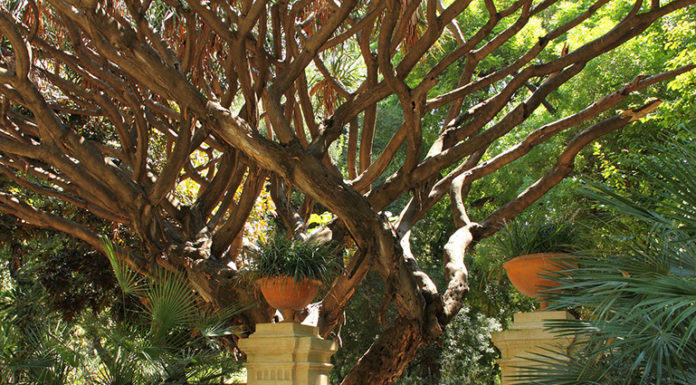 Università Palermo, bando per ampliamento Orto Botanico