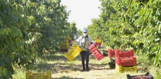 L’occupazione in agricoltura ha tenuto
