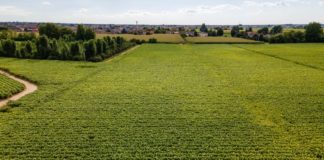 Tabacco, rinnovata intesa tra Philip Morris Italia e Coldiretti