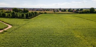 Filiera agricola del tabacco, accordo Philip Morris-Coldiretti