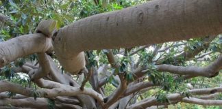 Mipaaf, si arricchisce l’elenco degli alberi monumentali