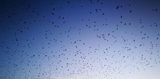 Legambiente “Tutelare l’habitat degli uccelli migratori”