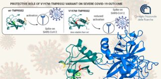 Nuove prospettive per combattere l’infezione grave da Sars-Cov-2