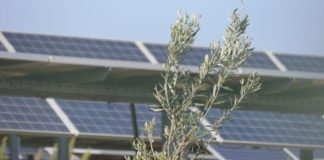 Enea lancia prima rete nazionale per l’agrivoltaico sostenibile