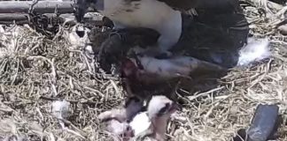 Le Oasi Wwf si confermano casa per il falco pescatore